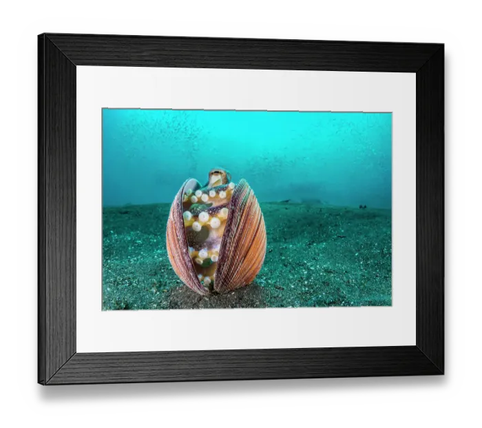 Framed Print : Veined octopus (Amphioctopus marginatus) shelters inside an old clam shell, with silver-sides in the water above. Bitung, North Sulawesi, Indonesia. Lembeh Strait, Molucca Sea Framed Print : Veined octopus (Amphioctopus marginatus) shelters inside an old clam shell, with silver-sides in the water above. Bitung, North Sulawesi, Indonesia. Lembeh Strait, Molucca Sea
