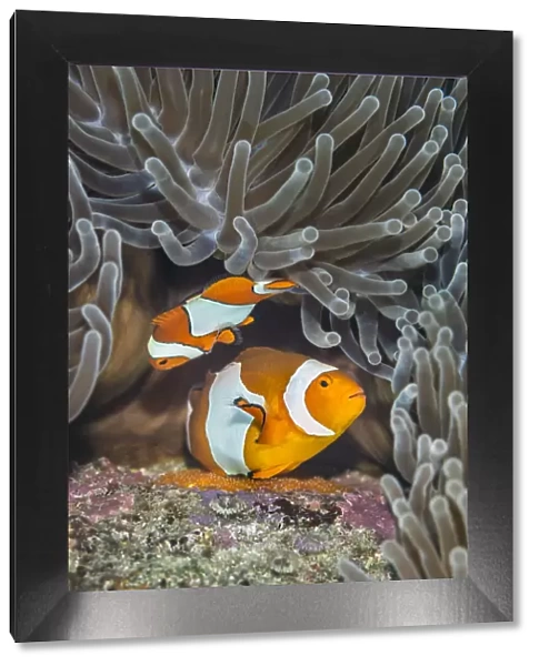 Pair of Western clown anemonefish (Amphiprion ocellaris) spawning orange eggs on the