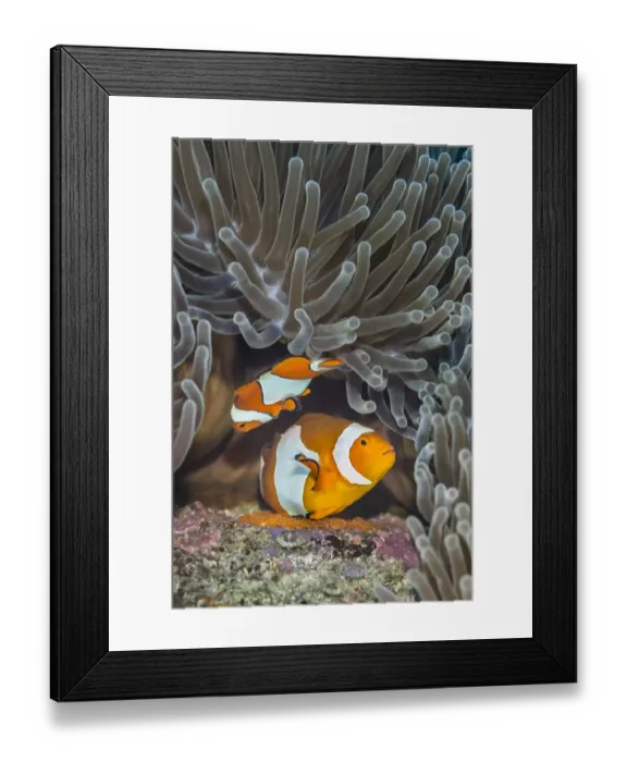 Framed Print : Pair of Western clown anemonefish (Amphiprion ocellaris) spawning orange eggs on Framed Print : Pair of Western clown anemonefish (Amphiprion ocellaris) spawning orange eggs on