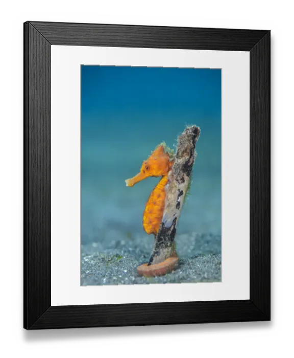 Framed Print : Common seahorse (Hippocampus kuda) female wrapping her prehensile tail around piece of Framed Print : Common seahorse (Hippocampus kuda) female wrapping her prehensile tail around piece of