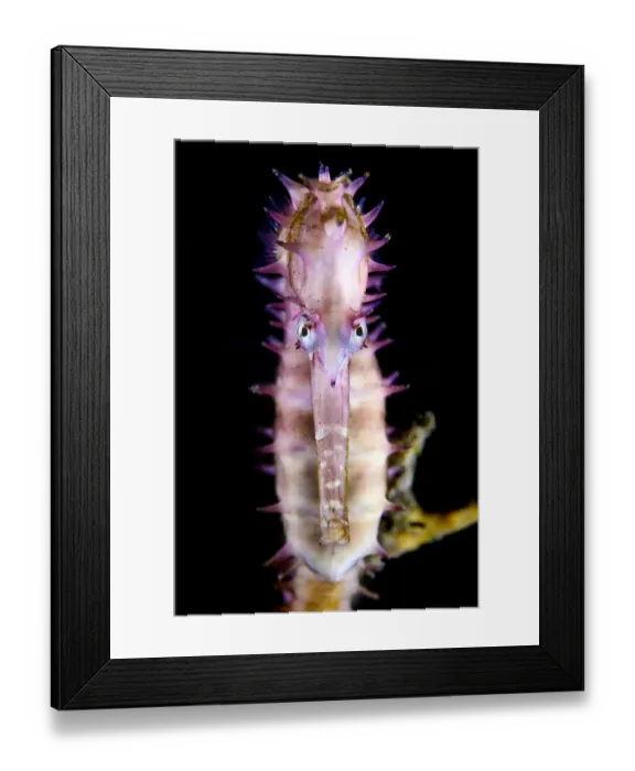 Framed Print : Thorny seahorse (Hippocampus histrix) gripping onto a sponge. Bitung, North Sulawesi, Indonesia Framed Print : Thorny seahorse (Hippocampus histrix) gripping onto a sponge. Bitung, North Sulawesi, Indonesia