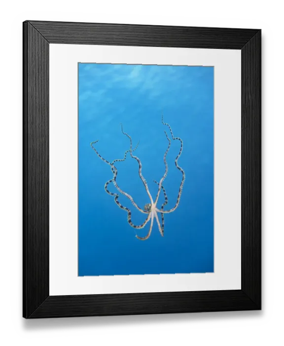 Framed Print : Free swimming mimic octopus (Thaumoctopus mimicus). Bitung, North Sulawesi, Indonesia Framed Print : Free swimming mimic octopus (Thaumoctopus mimicus). Bitung, North Sulawesi, Indonesia