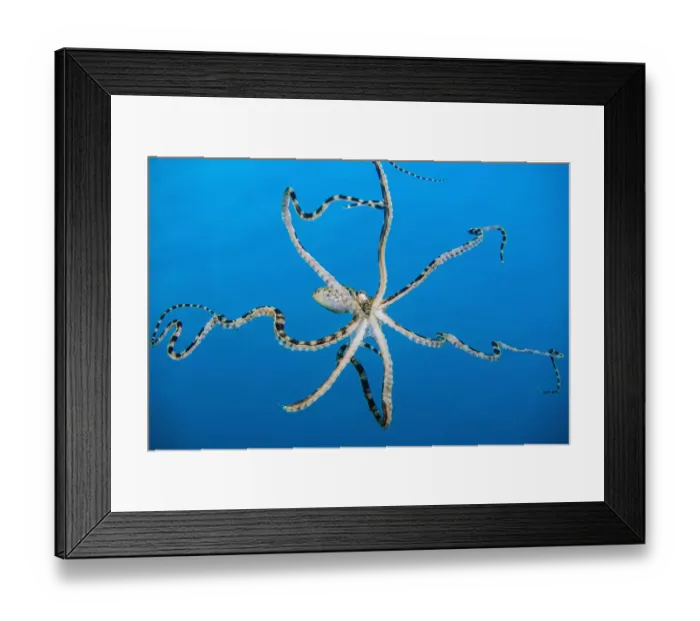 Framed Print : Free swimming mimic octopus (Thaumoctopus mimicus). Bitung, North Sulawesi, Indonesia Framed Print : Free swimming mimic octopus (Thaumoctopus mimicus). Bitung, North Sulawesi, Indonesia