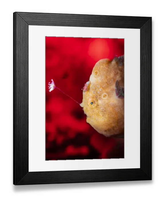 Framed Print : Orange painted frogfish (Antennarius pictus) fishing Framed Print : Orange painted frogfish (Antennarius pictus) fishing
