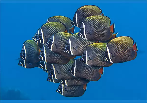 School of White collar butterflyfish (Chaetodon collare) pack together above a coral reef