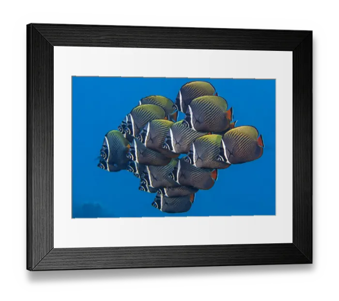 Framed Print : School of White collar butterflyfish (Chaetodon collare) pack together above a coral reef Framed Print : School of White collar butterflyfish (Chaetodon collare) pack together above a coral reef