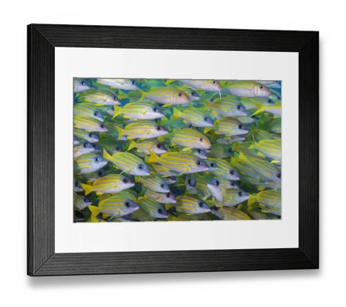Framed Print : Several mimic goatfish (Mulliodichthys mimicus) hide within a school of Bluestripe snapper Framed Print : Several mimic goatfish (Mulliodichthys mimicus) hide within a school of Bluestripe snapper