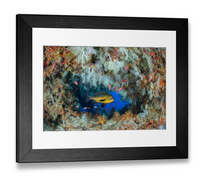 Framed Print : Midnight snapper (Macolor macularis) shelters in a cavern on a coral reef with white soft corals Framed Print : Midnight snapper (Macolor macularis) shelters in a cavern on a coral reef with white soft corals