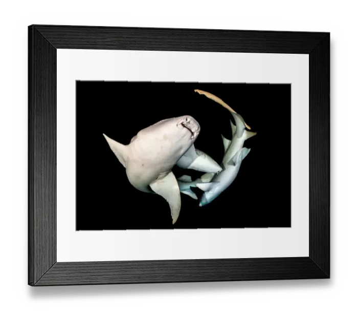 Framed Print : Tawny nurse sharks (Nebris ferrungineus) at night. Vavuu Atoll, Maldives. Indian Ocean