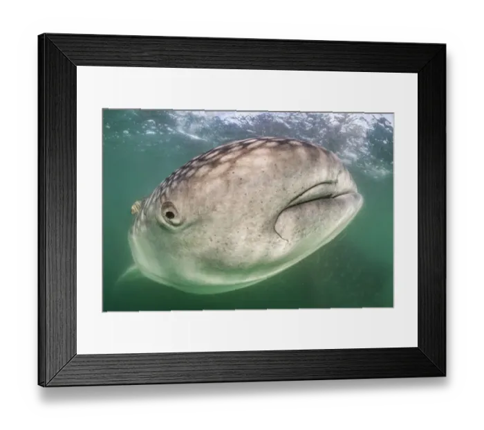 Framed Print : Whale shark (Rhincodon typus) close to the camera with a golden trevally fish (Gnathanodon Framed Print : Whale shark (Rhincodon typus) close to the camera with a golden trevally fish (Gnathanodon