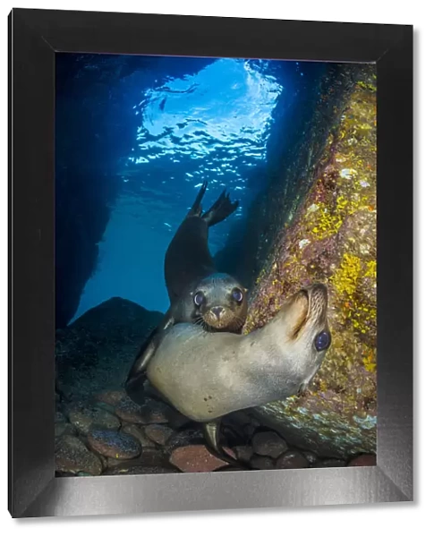 California sea lion (Zalophus californianus) pups in an underwater cave. Los Islotes