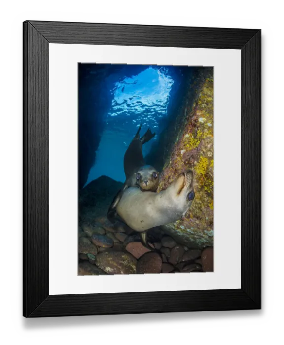 Framed Print : California sea lion (Zalophus californianus) pups in an underwater cave. Los Islotes Framed Print : California sea lion (Zalophus californianus) pups in an underwater cave. Los Islotes