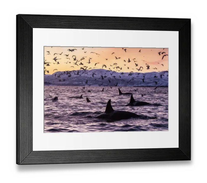 Framed Print : Killer whales (Orcinus orca) at the surface in an Arctic fjord in Spildra, northern Norway Framed Print : Killer whales (Orcinus orca) at the surface in an Arctic fjord in Spildra, northern Norway