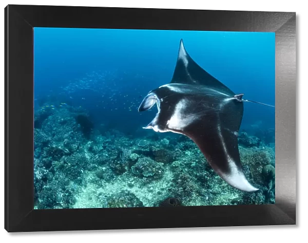 Portrait of a large female Reef manta ray (Mobula alfredi) swimming over a coral reef