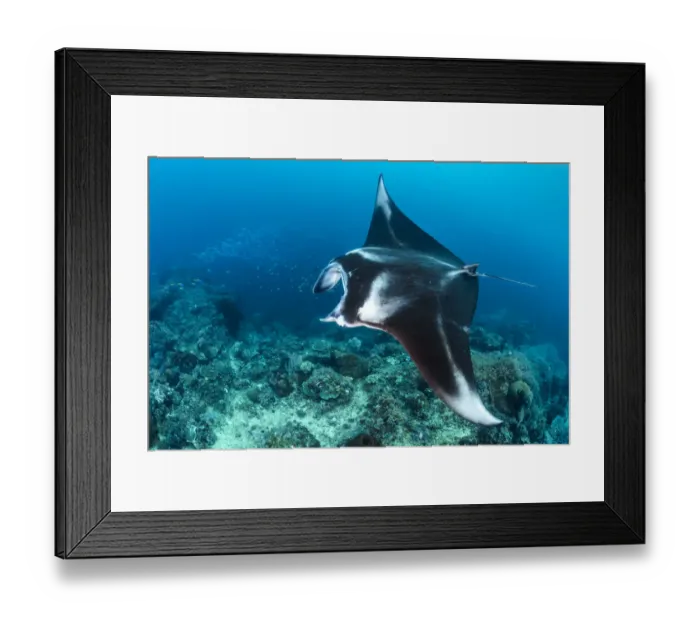 Framed Print : Portrait of a large female Reef manta ray (Mobula alfredi) swimming over a coral reef Framed Print : Portrait of a large female Reef manta ray (Mobula alfredi) swimming over a coral reef