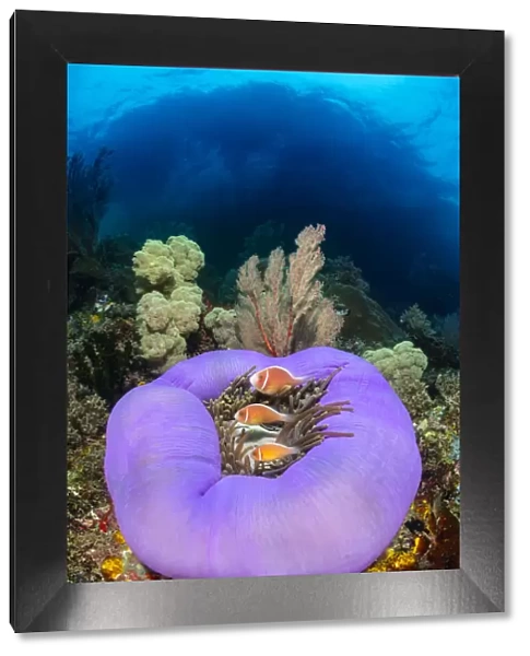 Three Pink anemonefish (Amphiprion perideraion) living in a purple skirted magnificent