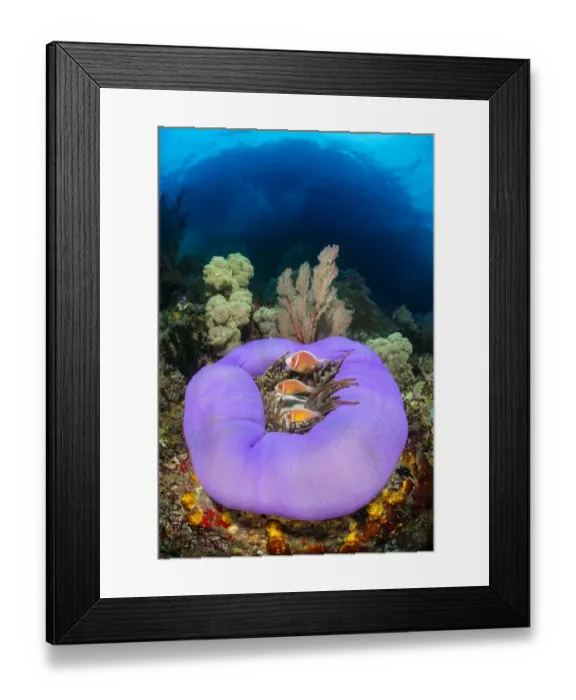 Framed Print : Three Pink anemonefish (Amphiprion perideraion) living in a purple skirted magnificent Framed Print : Three Pink anemonefish (Amphiprion perideraion) living in a purple skirted magnificent