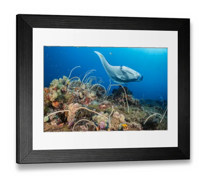 Framed Print : Reef manta (Mobula alfredi) female swimming close to a coral reef, while cleaner wrasse Framed Print : Reef manta (Mobula alfredi) female swimming close to a coral reef, while cleaner wrasse