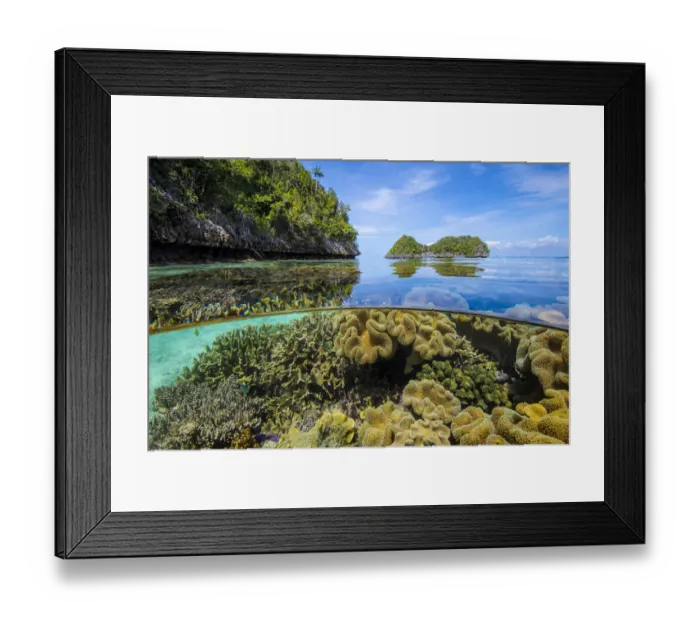 Framed Print : Split level image of Leather corals (Sarcophyton sp Framed Print : Split level image of Leather corals (Sarcophyton sp
