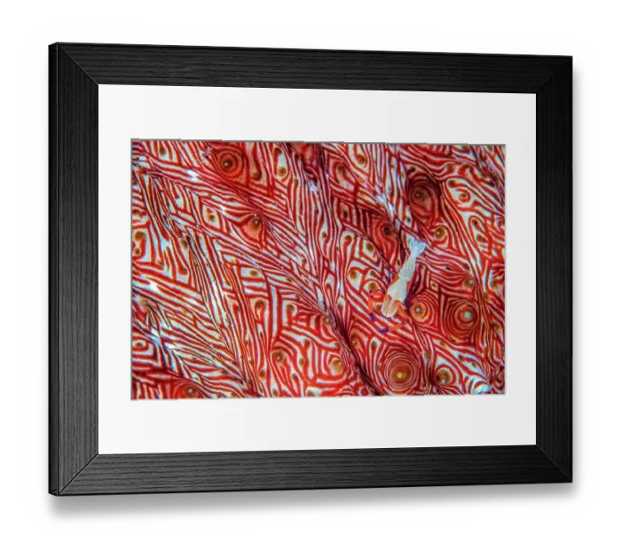Framed Print : Commensal emperor shrimp (Periclimenes imperator) moves across the colourful red patterned surface of its host Candycane sea cucumber (Thelenota rubralineata). Misool, Raja Ampat, West Papua, Indonesia. Ceram Sea. Tropical West Pacific Ocean Framed Print : Commensal emperor shrimp (Periclimenes imperator) moves across the colourful red patterned surface of its host Candycane sea cucumber (Thelenota rubralineata). Misool, Raja Ampat, West Papua, Indonesia. Ceram Sea. Tropical West Pacific Ocean