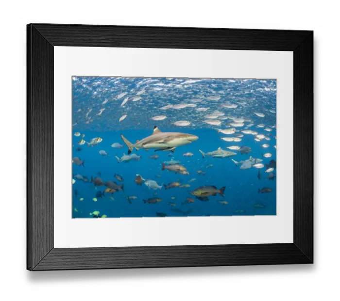 Framed Print : Blacktip reef shark (Carcharhinus melanopterus) swims through schools of fish. Misool Framed Print : Blacktip reef shark (Carcharhinus melanopterus) swims through schools of fish. Misool