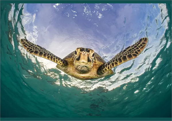 Green turtle (Chelonia mydas) descending after breathing at the surface