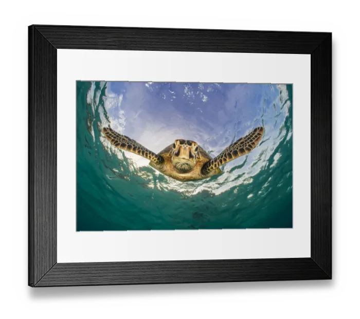Framed Print : Green turtle (Chelonia mydas) descending after breathing at the surface Framed Print : Green turtle (Chelonia mydas) descending after breathing at the surface