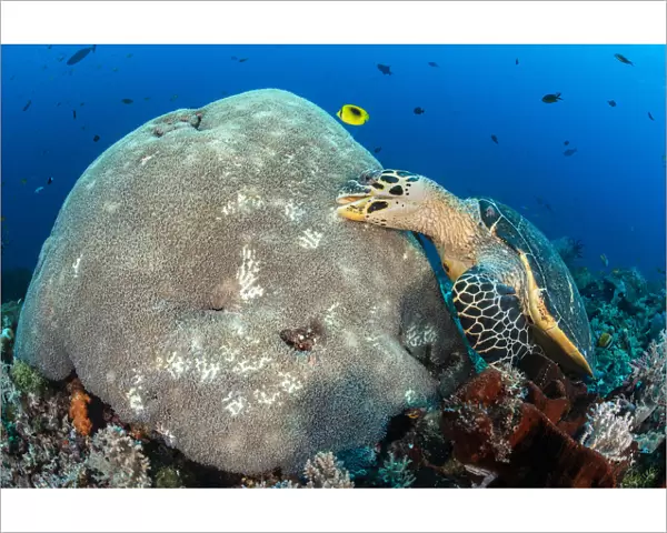 Hawksbill turtle (Eretmochelys imbricata) unusually feeding on hard coral polyps. Misool