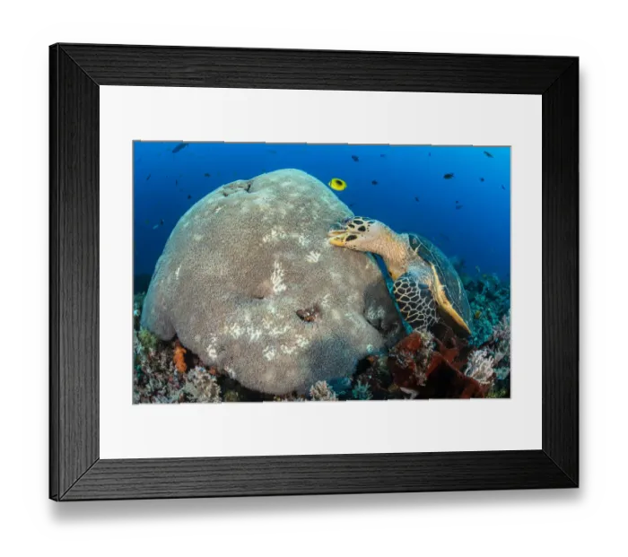 Framed Print : Hawksbill turtle (Eretmochelys imbricata) unusually feeding on hard coral polyps. Misool Framed Print : Hawksbill turtle (Eretmochelys imbricata) unusually feeding on hard coral polyps. Misool