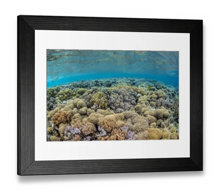Framed Print : Coral (Lobophytum sp. ) on a reef flat, with Hawksbill turtle (Eretmochelys imbricata) Framed Print : Coral (Lobophytum sp. ) on a reef flat, with Hawksbill turtle (Eretmochelys imbricata)