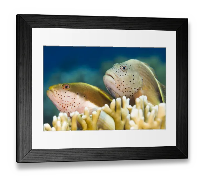 Framed Print : Forsters hawkfish (Paracirrhites forsteri) on a coral reef Framed Print : Forsters hawkfish (Paracirrhites forsteri) on a coral reef
