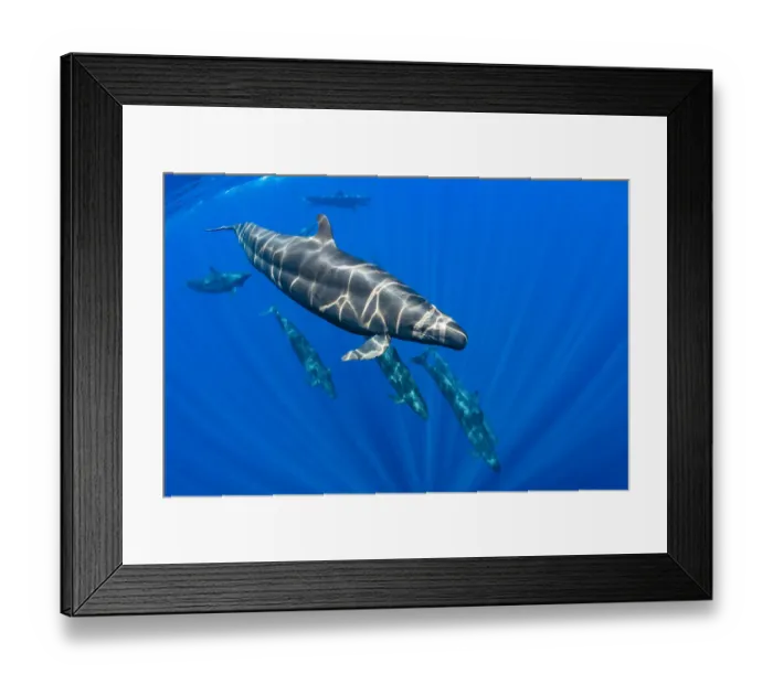 Framed Print : Pod of False killer whales (Pseudorca crassidens) swimming beneath the surface of Framed Print : Pod of False killer whales (Pseudorca crassidens) swimming beneath the surface of