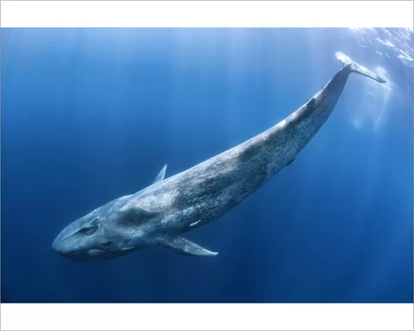 Blue whale (Balaenoptera musculus) swims beneath the surface of the ocean. Indian Ocean