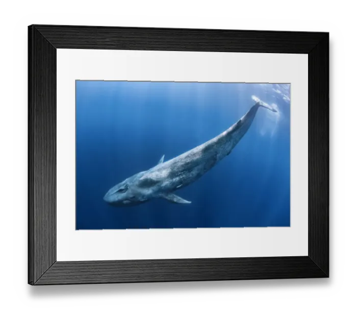 Framed Print : Blue whale (Balaenoptera musculus) swims beneath the surface of the ocean. Indian Ocean Framed Print : Blue whale (Balaenoptera musculus) swims beneath the surface of the ocean. Indian Ocean