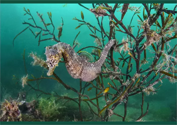Portrait of a male short snouted seahorse (Hippocampus hippocampus) in sea oak seaweed