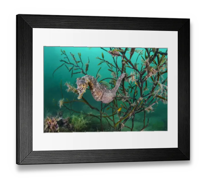 Framed Print : Portrait of a male short snouted seahorse (Hippocampus hippocampus) in sea oak seaweed Framed Print : Portrait of a male short snouted seahorse (Hippocampus hippocampus) in sea oak seaweed