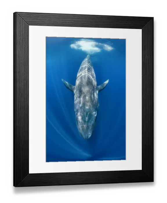 Framed Print : Blue whale (Balaenoptera musculus) swimming beneath the surface of the ocean. Indian Ocean Framed Print : Blue whale (Balaenoptera musculus) swimming beneath the surface of the ocean. Indian Ocean