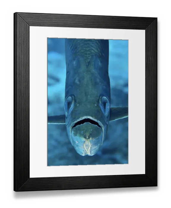 Framed Print : Portrait of a tarpon (Megalops atlanticus) on a coral reef. East End, Grand Cayman Framed Print : Portrait of a tarpon (Megalops atlanticus) on a coral reef. East End, Grand Cayman