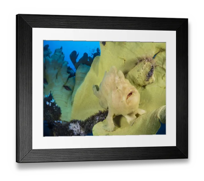 Framed Print : Portrait of a Giant frogfish (Antennarius commersoni) on a large Yellow elephant ear sponge Framed Print : Portrait of a Giant frogfish (Antennarius commersoni) on a large Yellow elephant ear sponge
