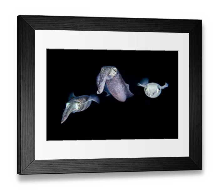 Framed Print : Shoal of three Bigfin reef squid (Sepioteuthis lessoniana) in open water at night Framed Print : Shoal of three Bigfin reef squid (Sepioteuthis lessoniana) in open water at night