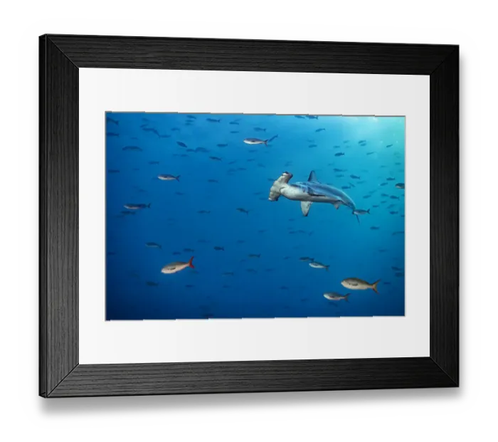 Framed Print : Scalloped hammerhead shark (Sphyrna lewini) swims through a school of Pacific creolefish Framed Print : Scalloped hammerhead shark (Sphyrna lewini) swims through a school of Pacific creolefish