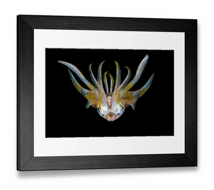 Framed Print : Portrait of a Bigfin reef squid (Sepioteuthis lessoniana) in open water at night Framed Print : Portrait of a Bigfin reef squid (Sepioteuthis lessoniana) in open water at night