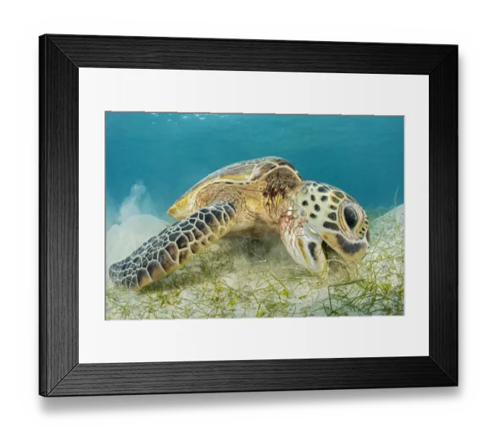 Framed Print : RF - Green sea turtle (Chelonia mydas) Misool, Raja Ampat, West Papua, Indonesia. Ceram Sea Framed Print : RF - Green sea turtle (Chelonia mydas) Misool, Raja Ampat, West Papua, Indonesia. Ceram Sea