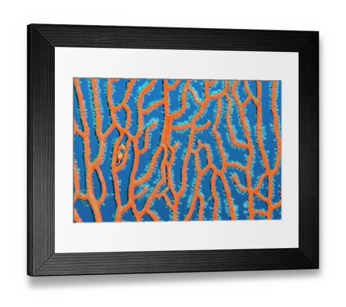 Framed Print : RF - Denise's pygmy seahorse (Hippocampus denise) looks out from its home in a sea fan (Annella sp.). Misool, Raja Ampat, West Papua, Indonesia. Ceram Sea. Tropical West Pacific Ocean