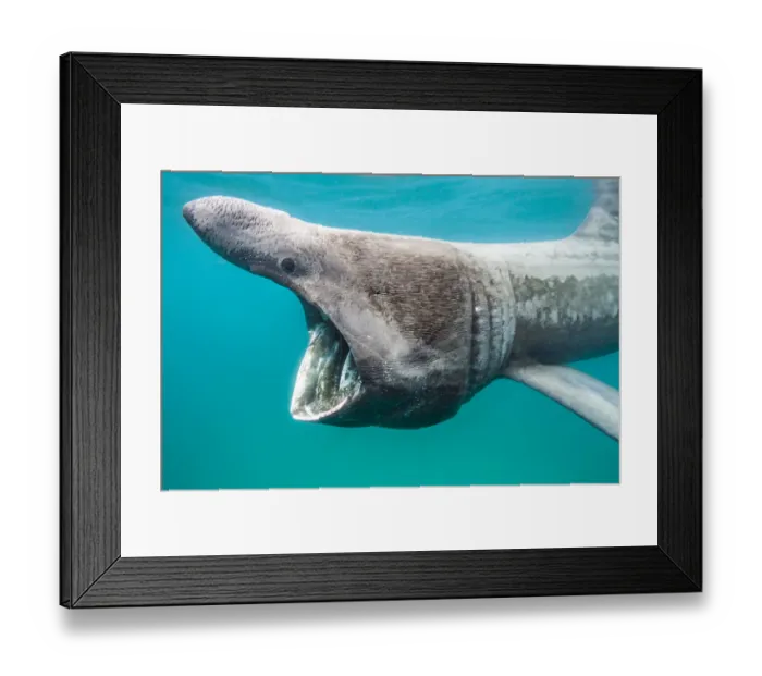 Framed Print : RF - Basking shark (Ceterhinus maximus) feeding on plankton in Senen Cove, Cornwall, UK Framed Print : RF - Basking shark (Ceterhinus maximus) feeding on plankton in Senen Cove, Cornwall, UK