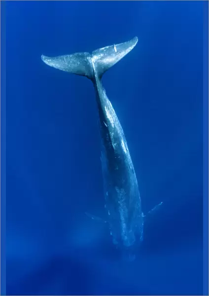 RF - Blue whale (Balaenoptera musculus) diving vertically down into the ocean to feed