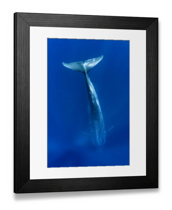 Framed Print : RF - Blue whale (Balaenoptera musculus) diving vertically down into the ocean to feed
