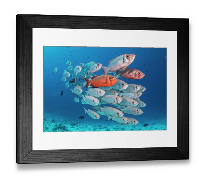 Framed Print : RF - A school of Crescent-tail bigeye (Priacanthus hamrur) on a coral reef. North Male Atoll, Maldives. Indian Ocean (This image may be licensed either as rights managed or royalty free.) Framed Print : RF - A school of Crescent-tail bigeye (Priacanthus hamrur) on a coral reef. North Male Atoll, Maldives. Indian Ocean (This image may be licensed either as rights managed or royalty free.)