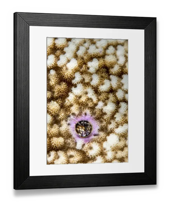 Framed Print : RF - Portrait of Coral hermit crab (Paguritta harmsi) living in a hard coral colony Framed Print : RF - Portrait of Coral hermit crab (Paguritta harmsi) living in a hard coral colony