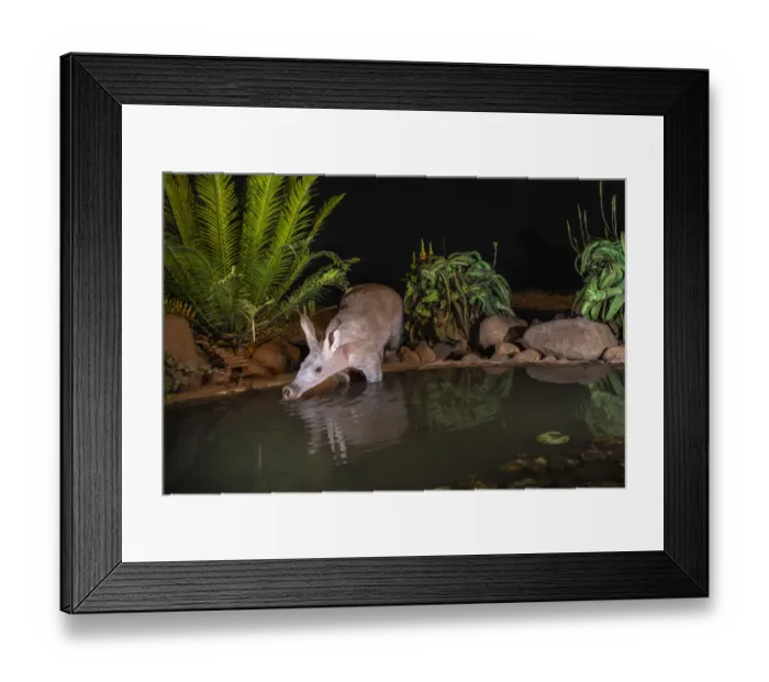 Framed Print : Aardvark (Orycteropus afer) drinking at night, Zimanga private game reserve, KwaZulu-Natal Framed Print : Aardvark (Orycteropus afer) drinking at night, Zimanga private game reserve, KwaZulu-Natal
